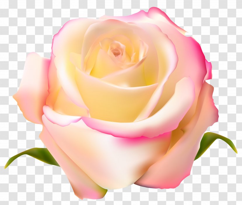 Garden Roses Beach Rose Centifolia - Floribunda - Transparent Clip Art Image Transparent PNG
