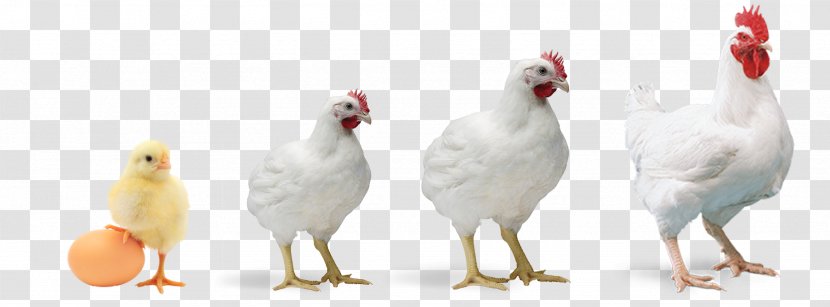 Bird White Chicken Beak Livestock - Poultry - Rooster Fowl Transparent PNG