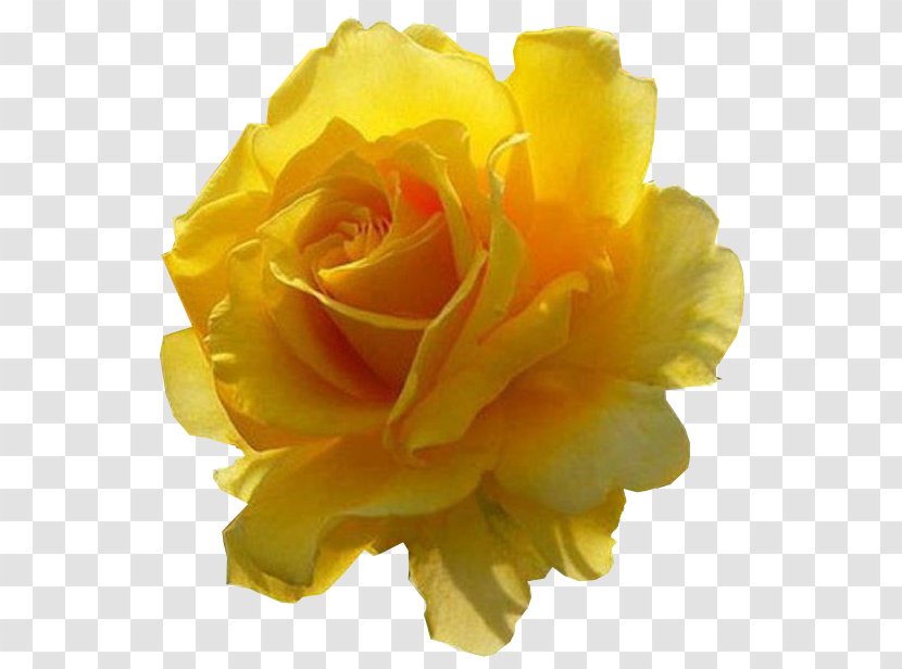 Tarikh-e Beyhaqi Flower Yellow LN Variedades Artigos Religiosos Garden Roses - Rose Order - Rosa Transparent PNG