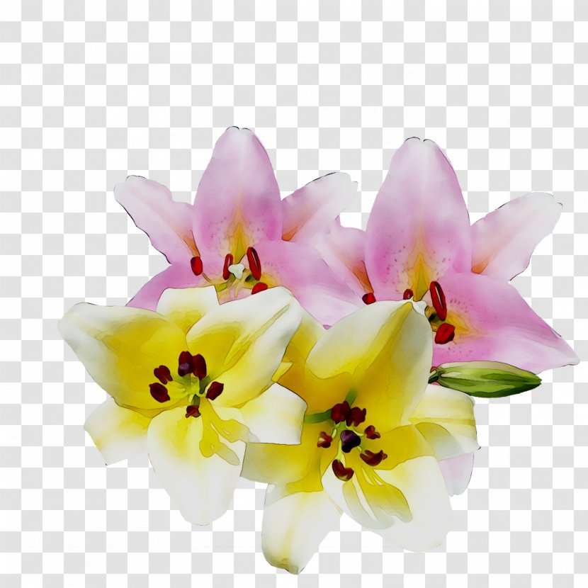 Moth Orchids Cut Flowers Floral Design Flower Bouquet - Cattleya Transparent PNG