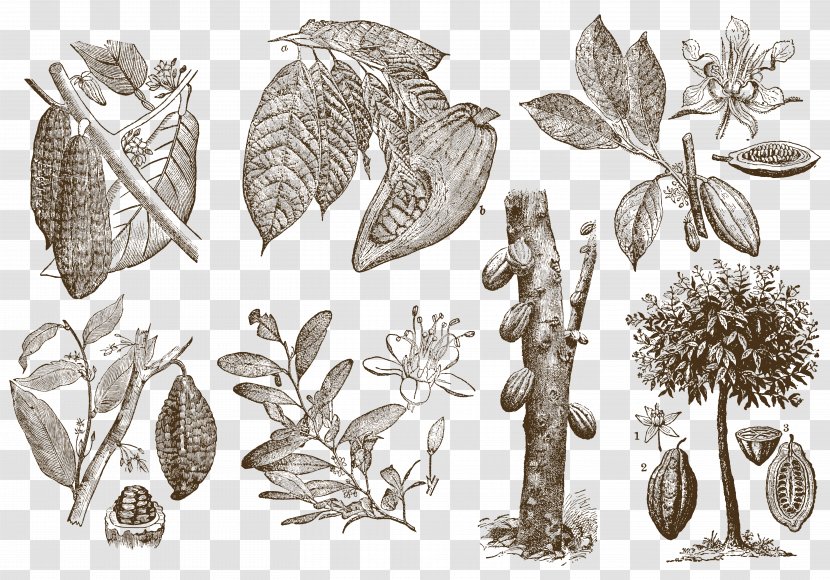Drawing Cocoa Bean Download Theobroma Cacao - Visual Arts - The Origin Of Coffee Beans Transparent PNG