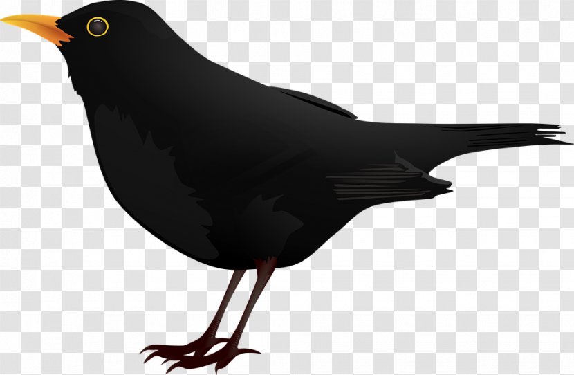Blackbird Clip Art - Beak - Cartoon Black Crow Transparent PNG