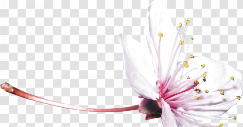 Shrub Flower Nature Desktop Wallpaper Tree - Computer - Japanese Response Transparent PNG