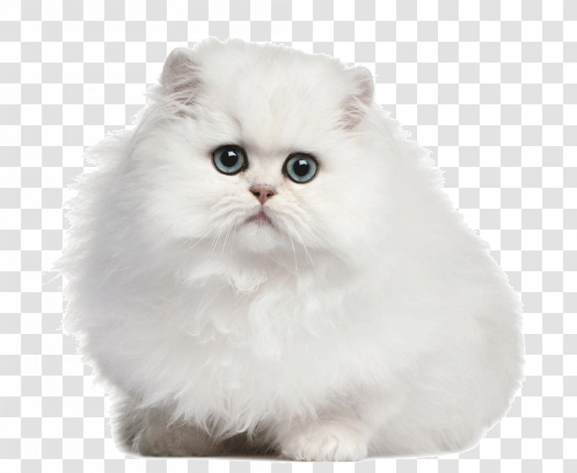 Persian Cat Dog Felinae Odd-eyed - Maine Coon - Adorable White Transparent PNG