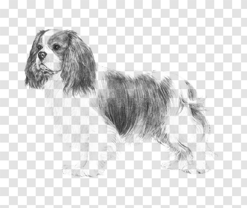 Cavalier King Charles Spaniel Glen Puppy French Bulldog Transparent PNG