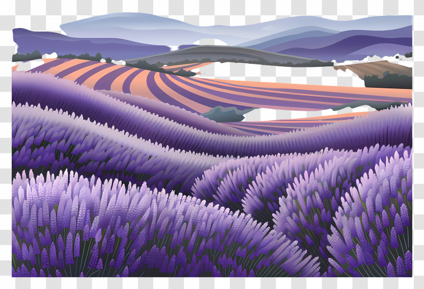 Lavender Fields - Lavender Field With Rolling Hills Transparent PNG
