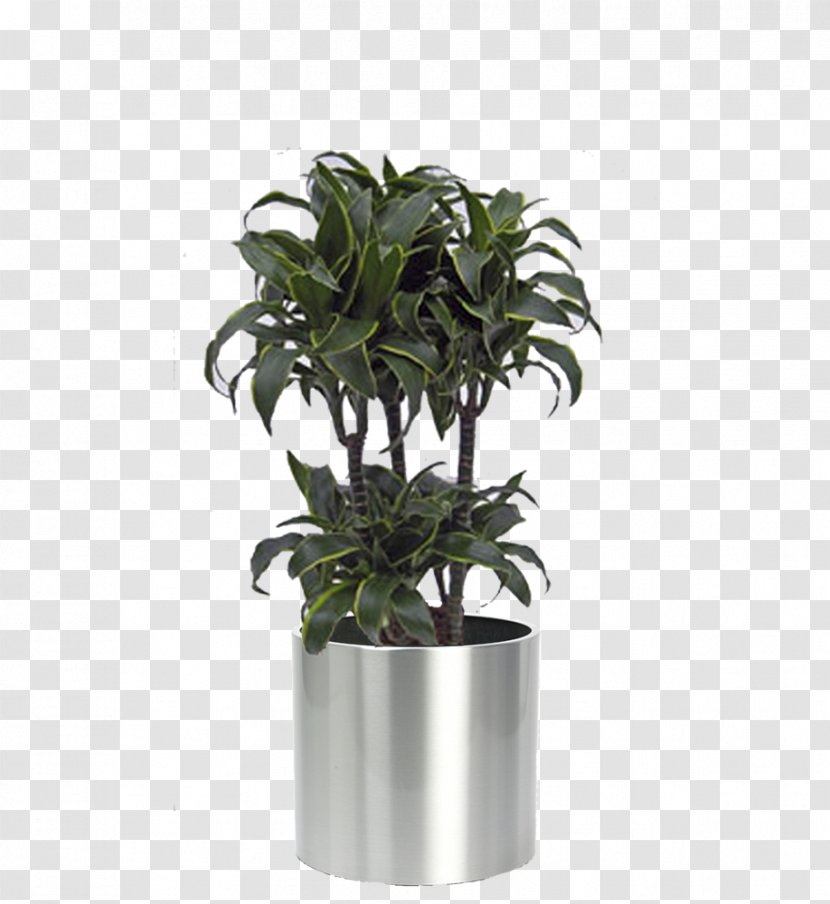 Flowerpot Houseplant Biano.nl Arecaceae - Centimeter - Plant Transparent PNG