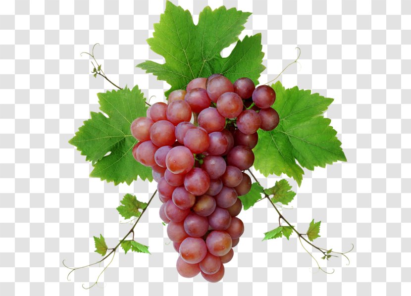 Grape Clip Art - Common Vine - Image Download, Free Picture Transparent PNG