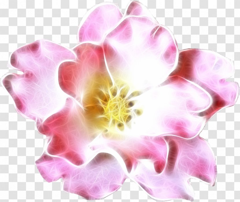 Centifolia Roses Garden Rosaceae Cut Flowers - Petal Transparent PNG