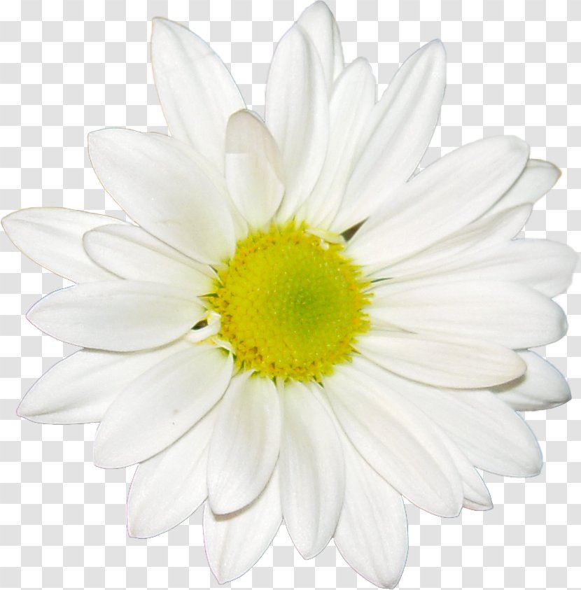Common Daisy Desktop Wallpaper Flower Oxeye Chamomile - Family Transparent PNG