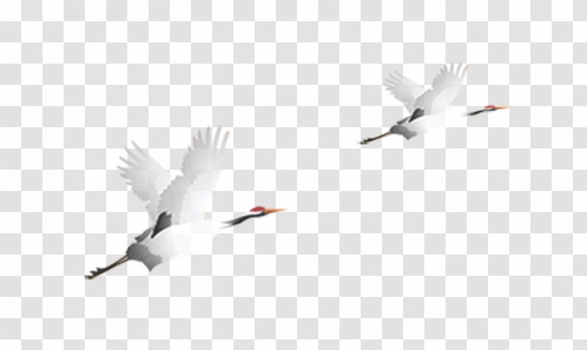 Qingming Google Images Wallpaper - Flock - Flying Crane Transparent PNG