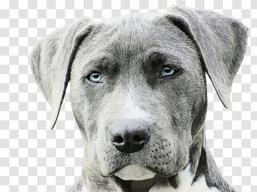 Cute Dog - Drawing - Working Puppy Transparent PNG