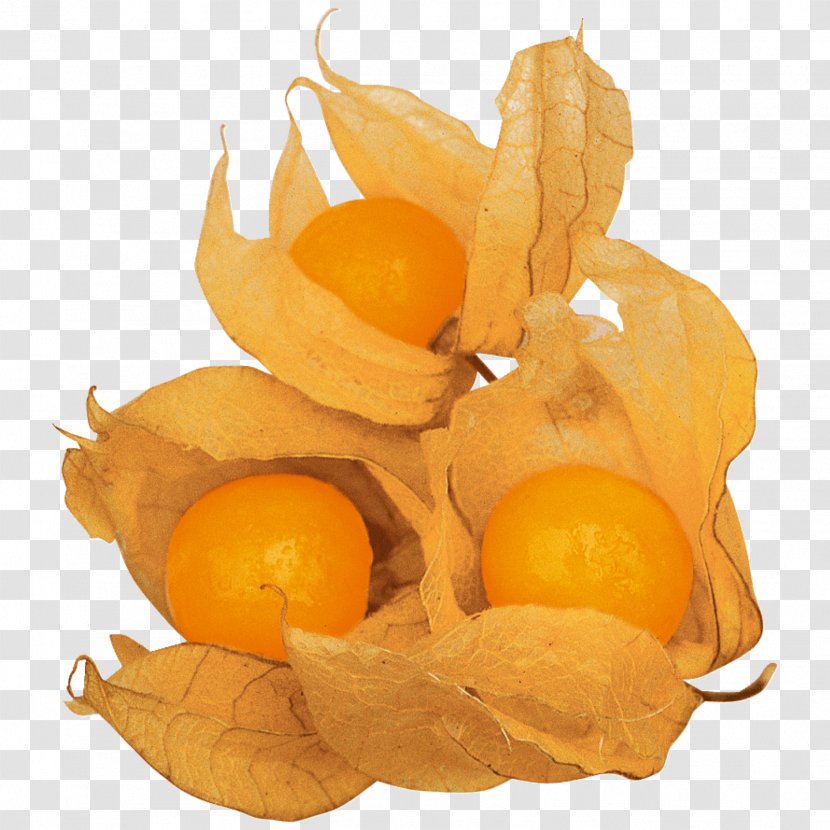 Peruvian Groundcherry Clementine Vegetable Fruit Food - Tangerine - Commodity Transparent PNG