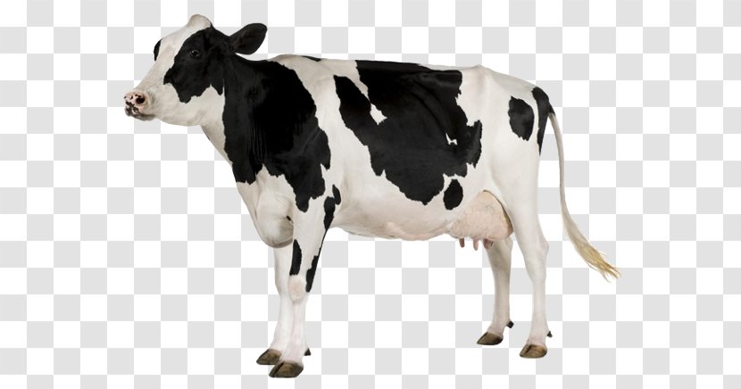 Holstein Friesian Cattle White Park Baka Goat Dairy - Like Mammal Transparent PNG