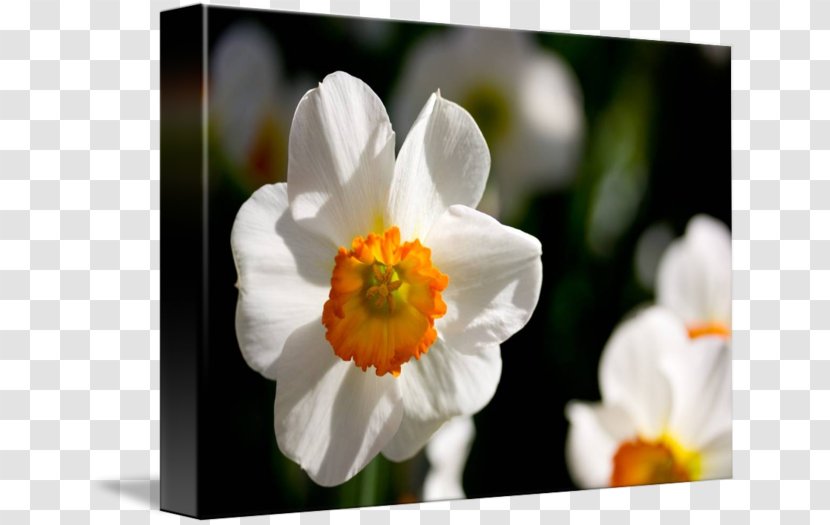 Narcissus Sea Anemone Wildflower Herbaceous Plant - Daffodil Transparent PNG