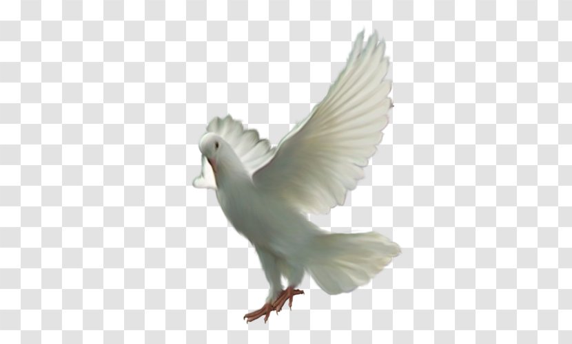 Pigeons And Doves Bird Domestic Pigeon Flight - Wing Transparent PNG