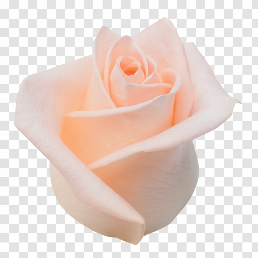 Garden Roses Cabbage Rose Pink Orchidea - Default - Alina Artts Transparent PNG