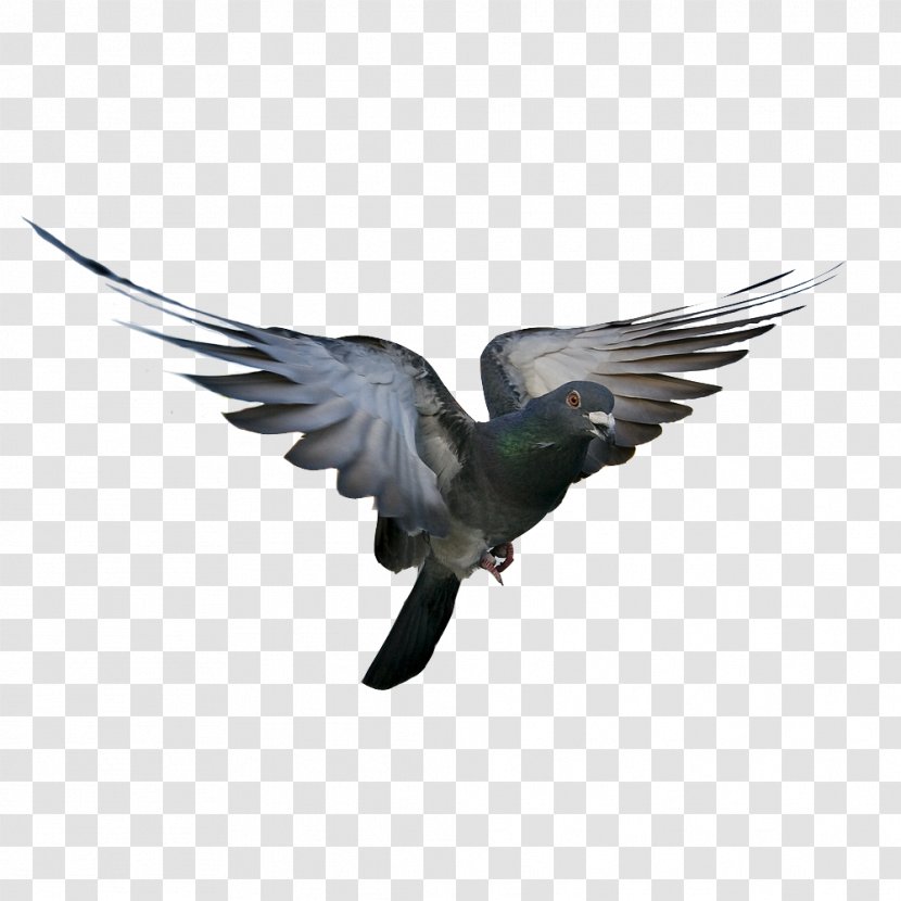 Rock Dove Bird Columbidae Flight Feather - Animal - Pigeon Transparent PNG