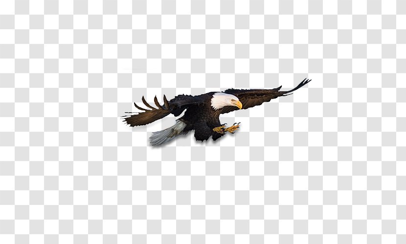 Bald Eagle Download Clip Art - Beak - Flying Eagles Transparent PNG