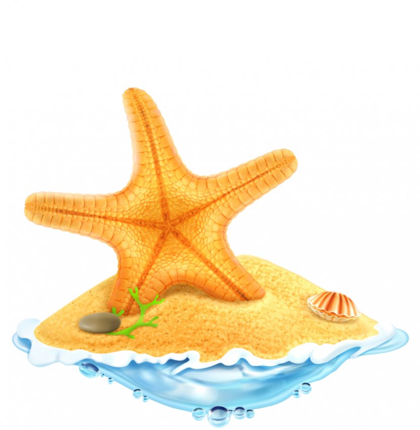 Clip Art Vector Graphics Illustration Royalty-free Image - Echinoderm - Cartoon Starfish Transparent PNG