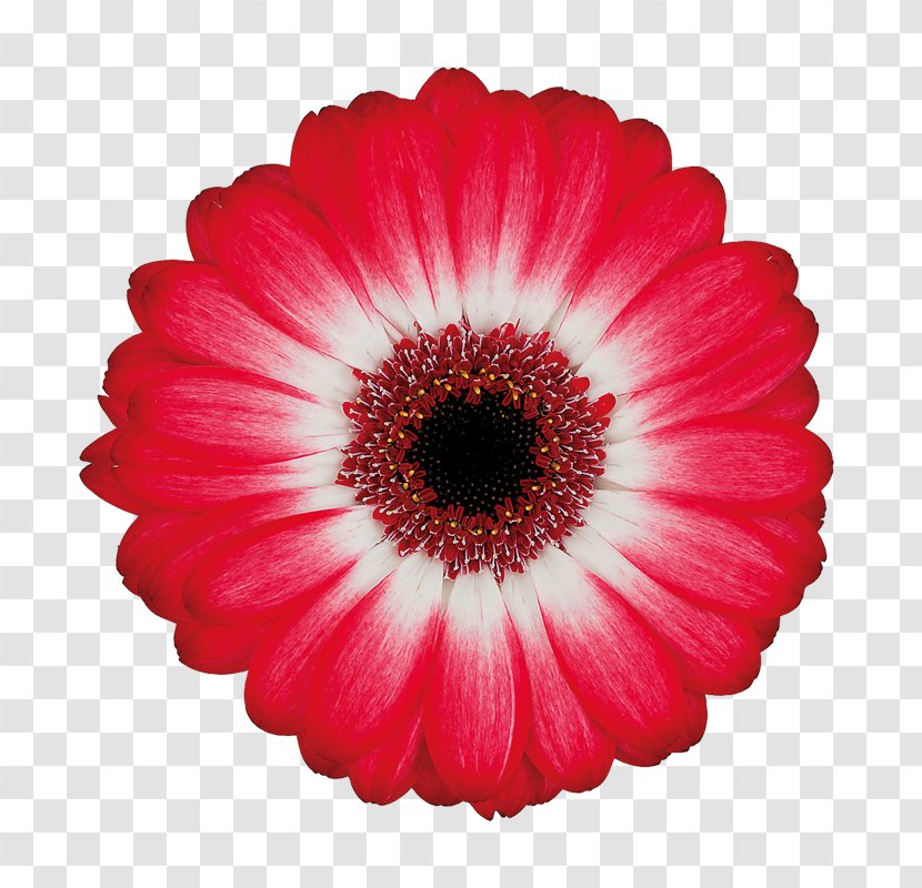 Transvaal Daisy Cut Flowers Magenta Salmon (color) - Flower - Facebook Transparent PNG
