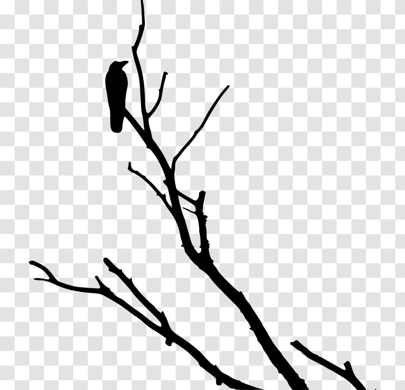 American Crow Rook Bird Tree - Line Art - Love Transparent PNG