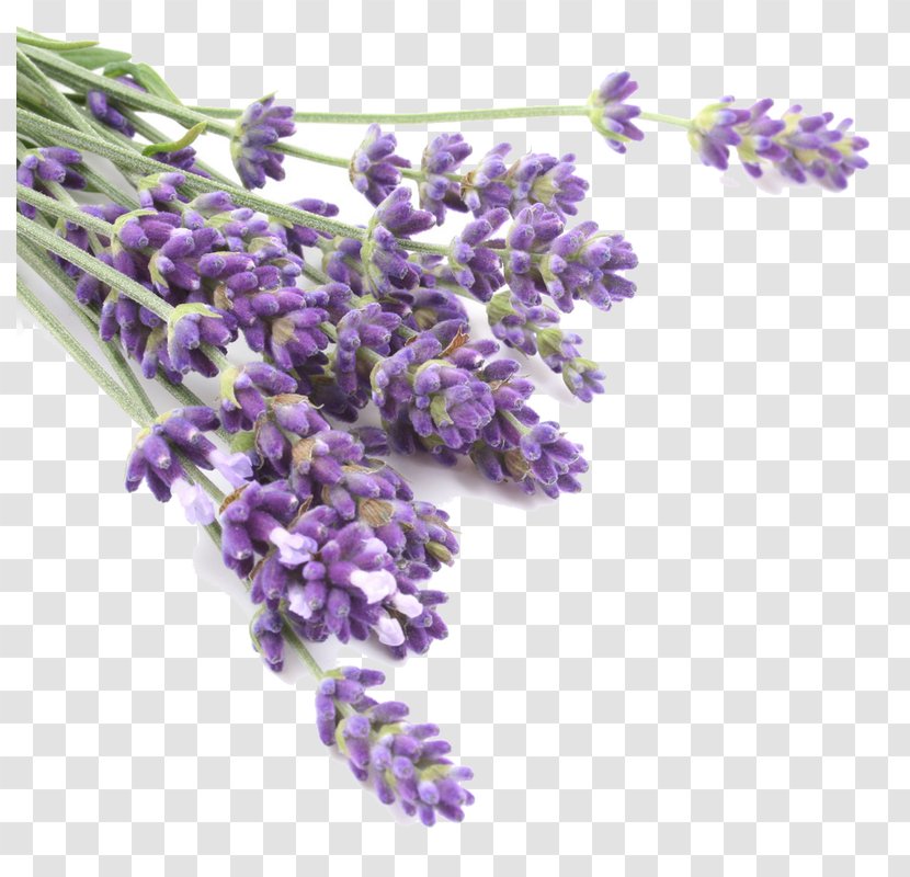 Lavender Oil Odor Herb Flavor - Rosemary Transparent PNG