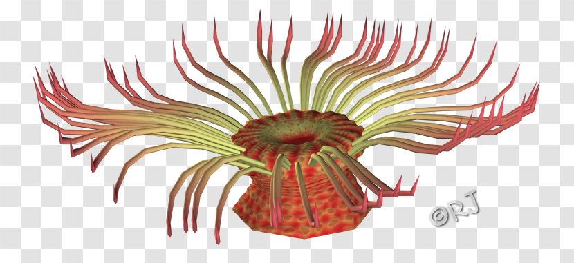 Flowering Plant Eyelash - Organism - Sea Anemone Transparent PNG