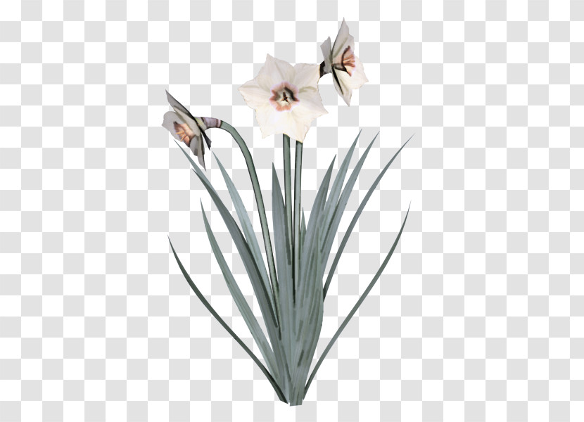 Wild Daffodil Bunch-flowered Daffodil Flower Cut Flowers Vase Transparent PNG