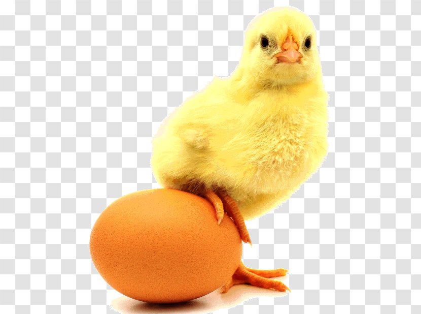 Chicken Or The Egg Incubator Eggshell Transparent PNG