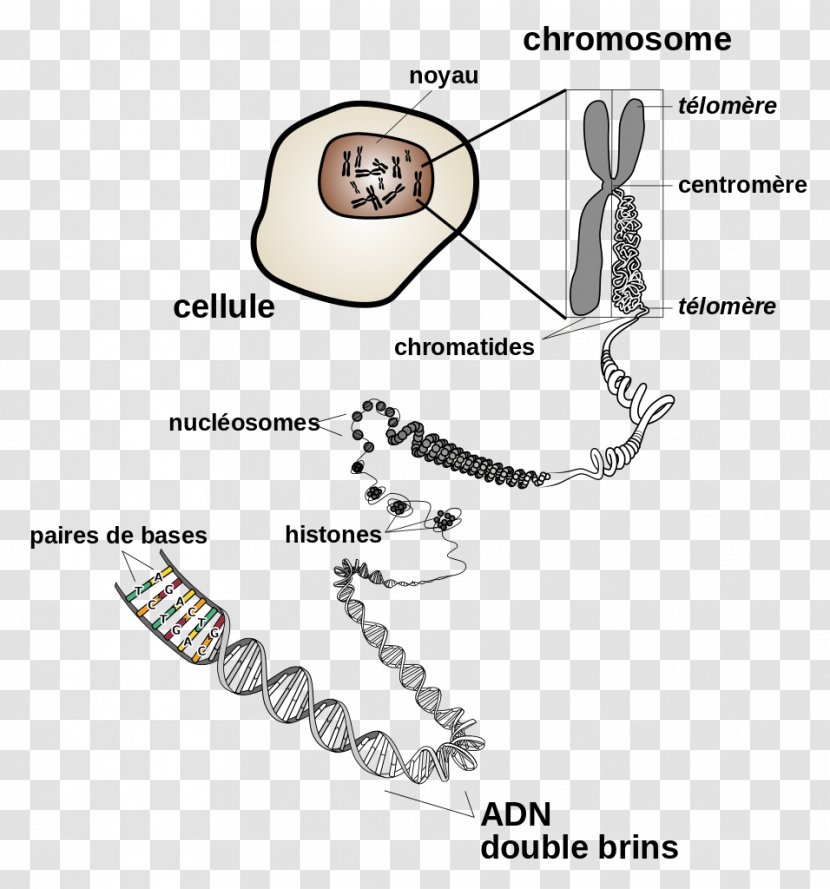 DNA Chromosome Cell Division Gene - Frame Transparent PNG