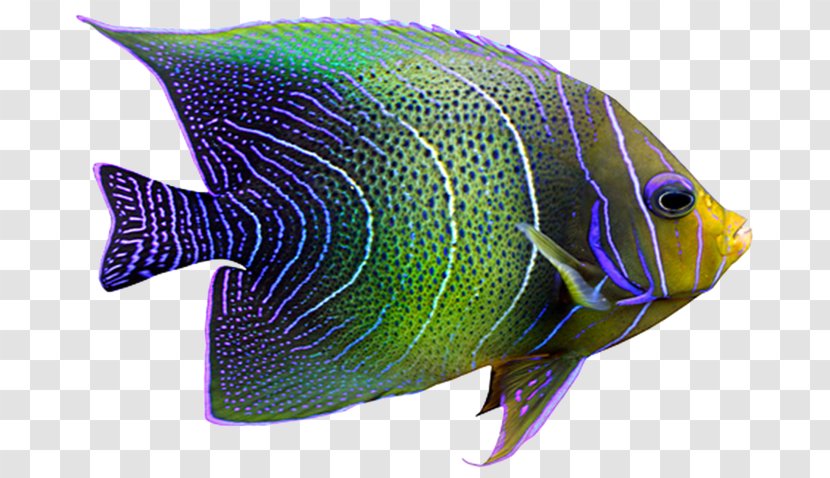 Tropical Fish Coral Reef - Aquarium Transparent PNG