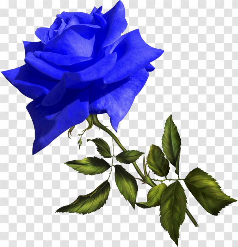 Footage Blue Rose Video Film Editing Birthday - Stock Transparent PNG