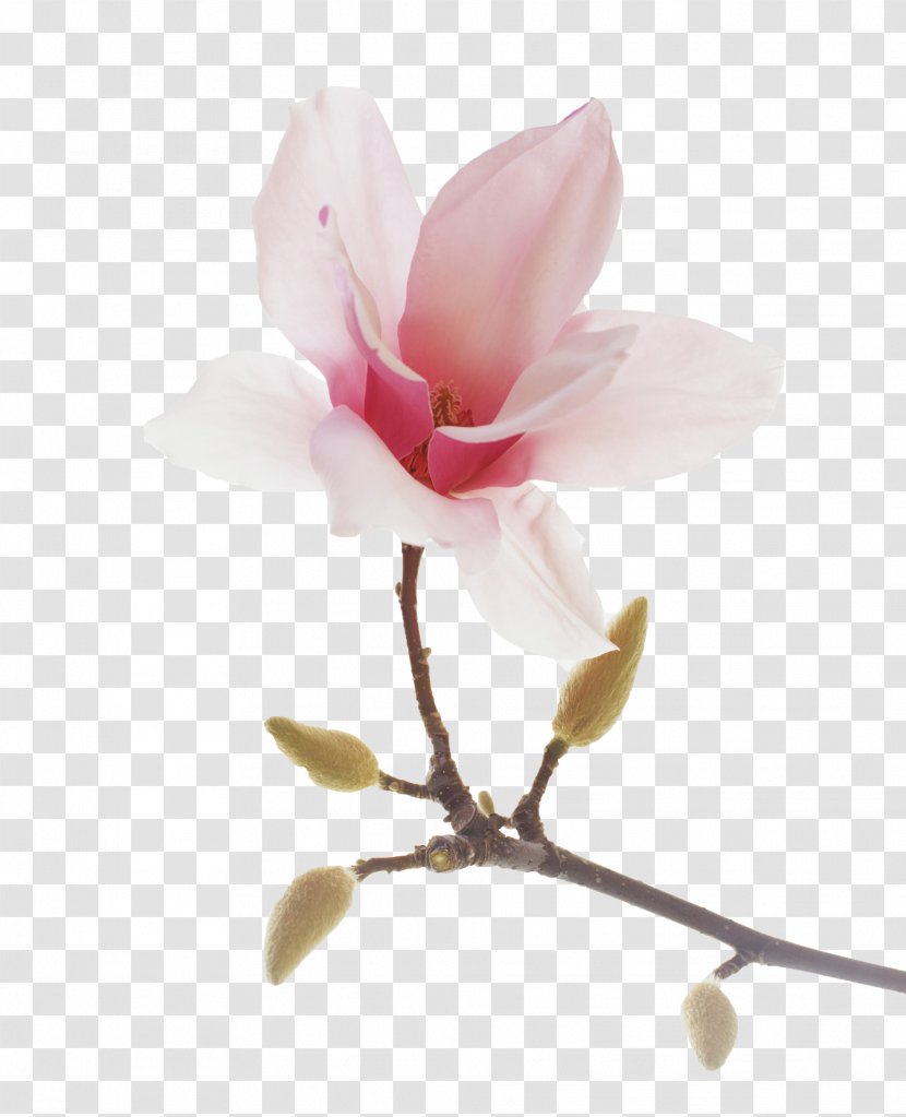 Blossom Photography Image Star Magnolia Flowering Plant - Flower Transparent PNG