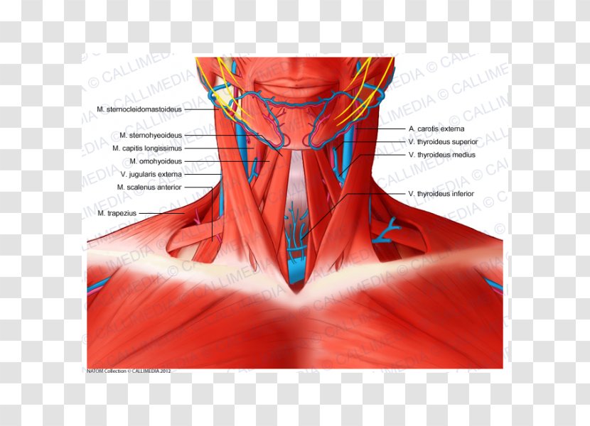 Scalene Muscles Muscular System Neck Anatomy - Cartoon - Anatomical Chart Transparent PNG