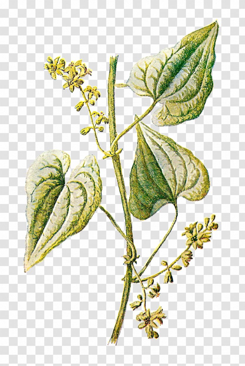 Botany Botanical Illustration Herb Plant Clip Art Transparent PNG