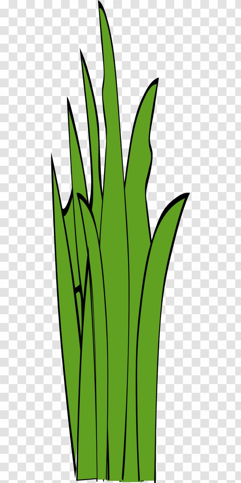 Line Art Clip - Grass Family - Green Transparent PNG