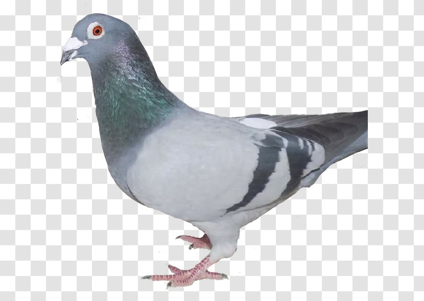 Stock Dove Columbidae Domestic Pigeon Feral Bird Transparent PNG