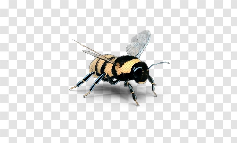 Bee Cartoon - Honeybee - Hoverfly Blowflies Transparent PNG