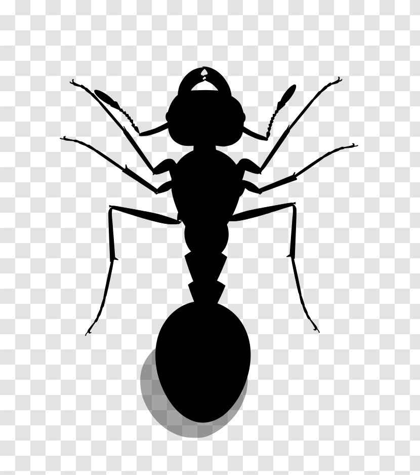 Red Imported Fire Ant Insect Image - Pharaoh Transparent PNG