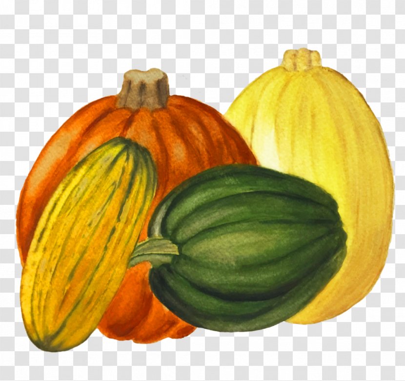 Pumpkin Gourd Winter Squash Calabaza Summer - Natural Foods Transparent PNG