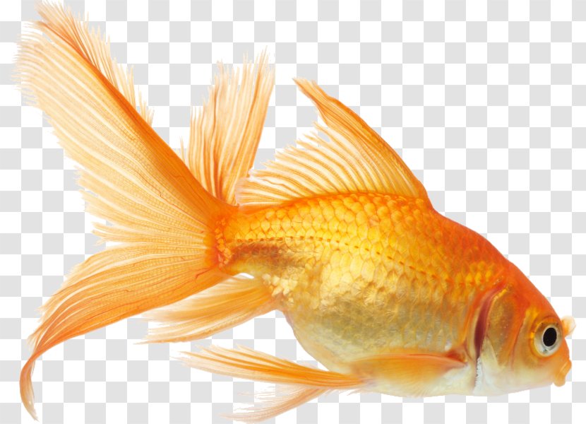 Koi Goldfish Aquarium Fish Feeder - Fin Transparent PNG