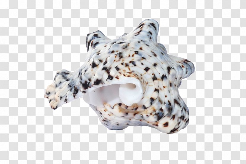 Seashell Conch - Dune Transparent PNG