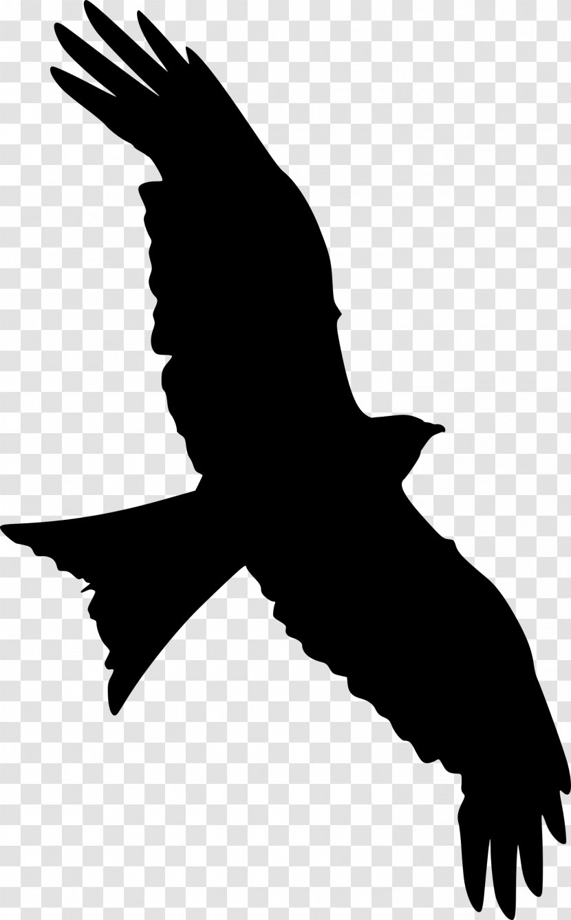 Clip Art Silhouette Falcon Vector Graphics - Wing - Flying Birds Transparent PNG