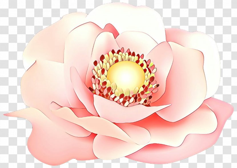 Petal Pink Flower Plant Lotus Family - Flowering - Sacred Aquatic Transparent PNG