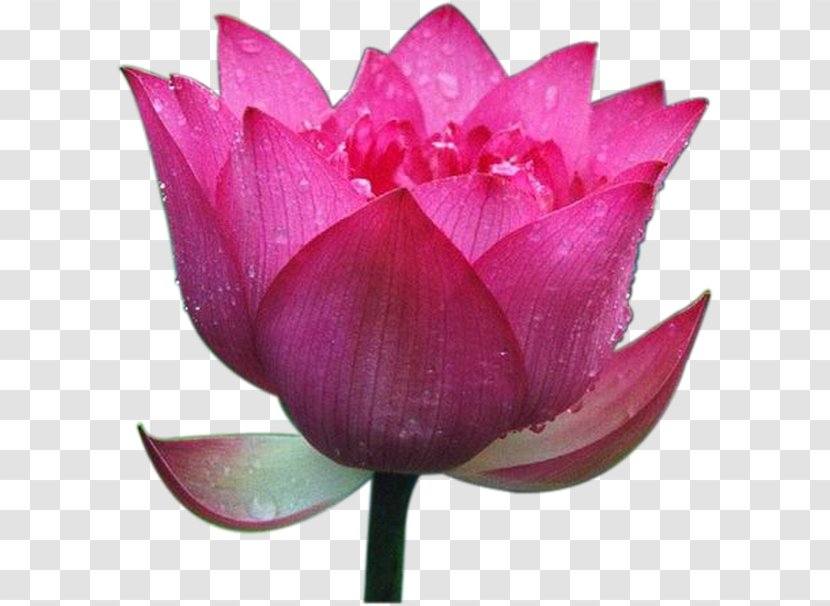 Nelumbo Nucifera High-definition Television - Cut Flowers - Lotus Leaf,Beautiful Transparent PNG