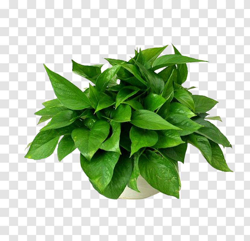 Devil's Ivy Leaf Plants Chlorophytum Comosum Formaldehyde - Silhouette Transparent PNG