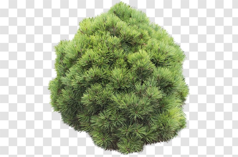 Pine Shrubland Evergreen Circle Transparent PNG