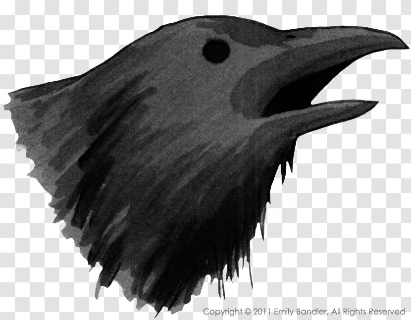 American Crow Common Raven White Beak - Bird Transparent PNG