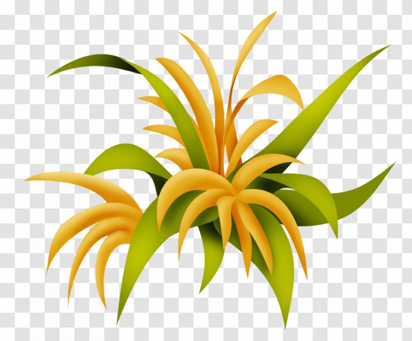 Lily Flower Cartoon - Plant - Houseplant Family Transparent PNG